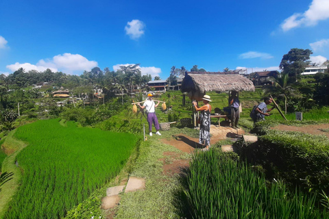 Ubud: Foresta di scimmie, terrazze di riso e cascateUbud: Foresta di scimmie, terrazza di riso e cascata