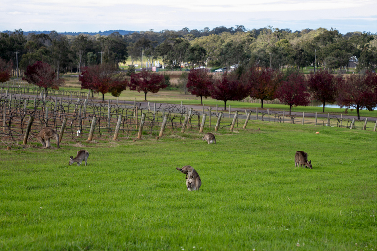 Vanuit Sydney: Wijn- en kaasproeverij in Hunter Valley