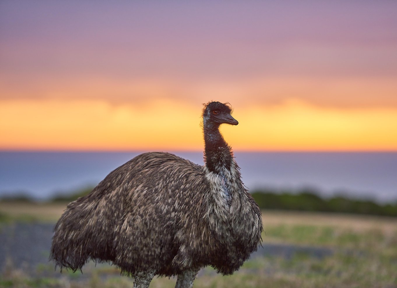 Apollo Bay: Dusk Discovery Great Ocean Road Wildlife Tour