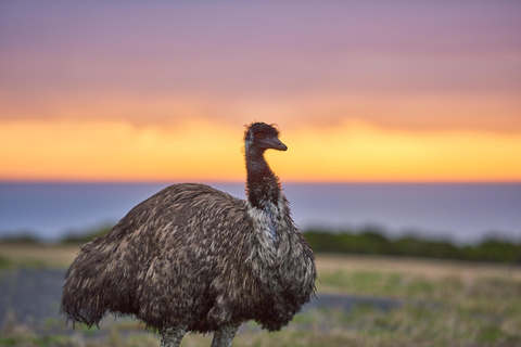 Apollo Bay: Dusk Discovery Great Ocean Road Wildlife Tour