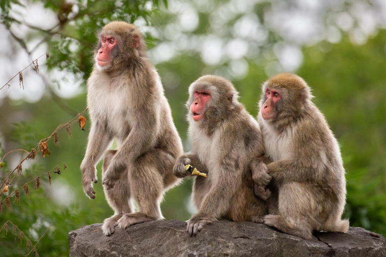 بروجليت تذكرة دخول حديقة حيوان بايري دايزاأيام الأسبوع