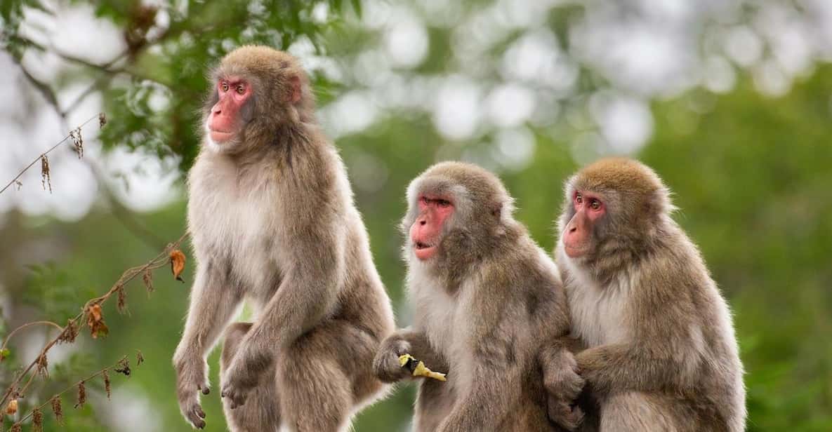 Afbeelding 19 van Brugelette: Pairi Daiza Zoo inclusief toegangsbewijs voor 'Edenya'