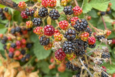 Bariloche: Andean Region Tour to El Bolsón & Lago Puelo