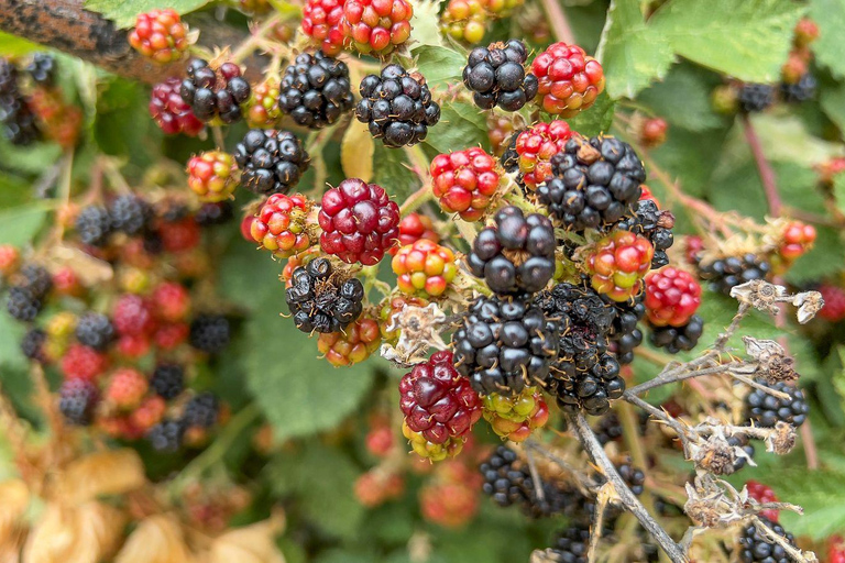 Bariloche: Andean Region Tour to El Bolsón & Lago Puelo