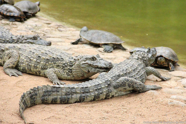 Rio de Janeiro: Ilha da Gigóia Canals and Wildlife Tour