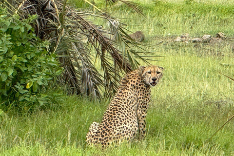 Tour di un giorno del Parco Nazionale di Amboseli e visita al villaggio Maasai