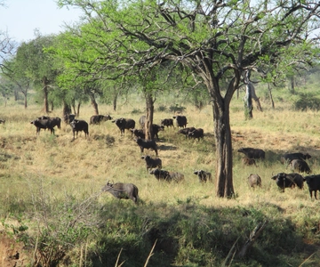 Safari de 4 días por el Parque Nacional del Valle de Kidepo