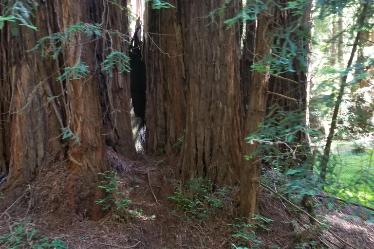 San Francisco: Muir Woods und Sausalito Eintrittsgeld inbegriffen