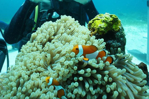 CEBU : Essai de plongée et photo sous-marine souvenir