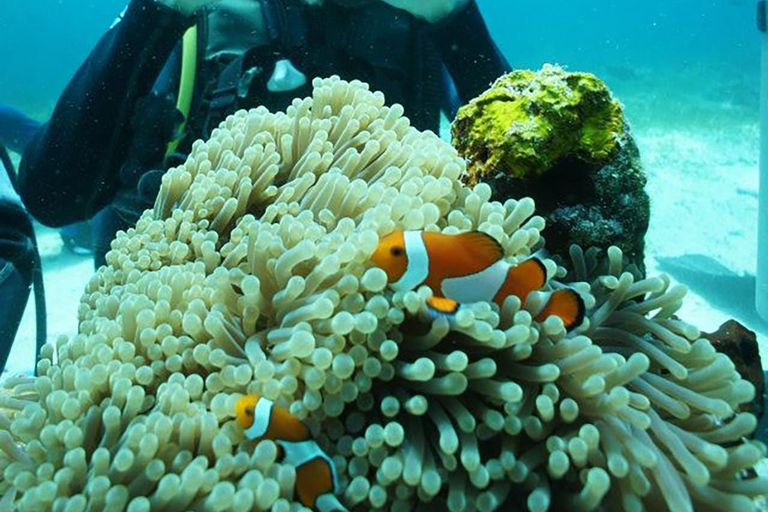 CEBU : Essai de plongée et photo sous-marine souvenir