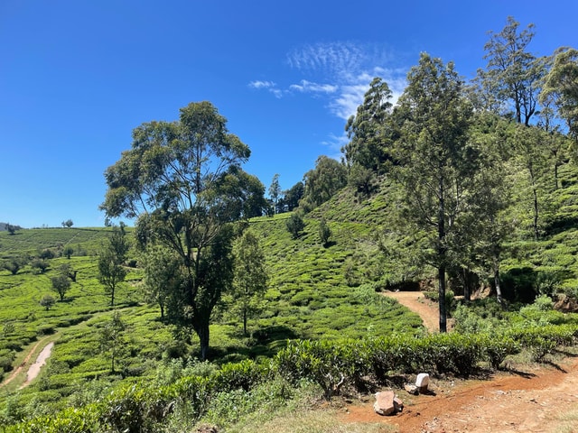 Nuwara Eliya Tea Plantation Hike with Village & Waterfall