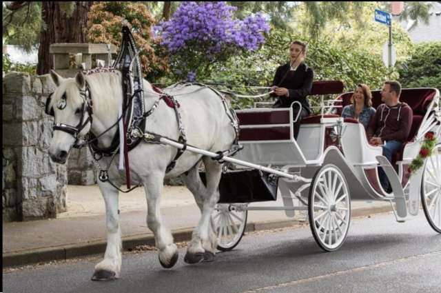 NYC: Passeggiata privata in carrozza a cavallo a Central Park con guida