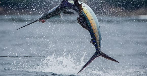 ZANZIBAR BIG FISHING