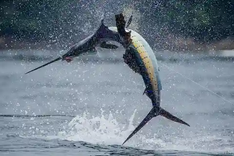 ZANZIBAR BIG FISHING