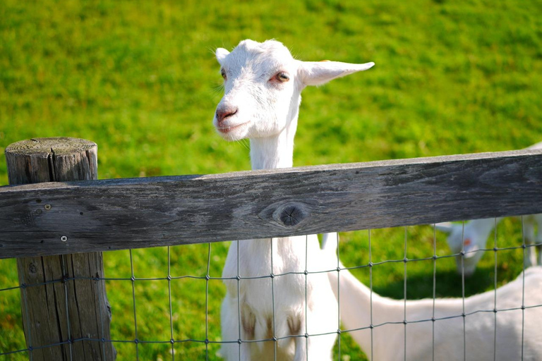 Sapporo: Hokkaido Snowy Wilderness Day Tour