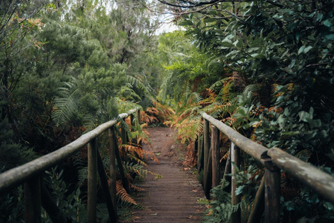 Funchal: Vereda do Fanal PR13 Hiking with Transfer & Guide
