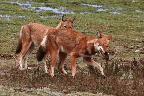 4 days Bale Mountains Wildlife & Nature Tour