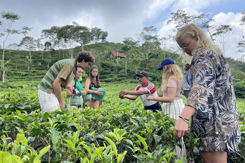 Classe di tè e scalata del Borobudur a Yogyakarta Tour guidato condiviso