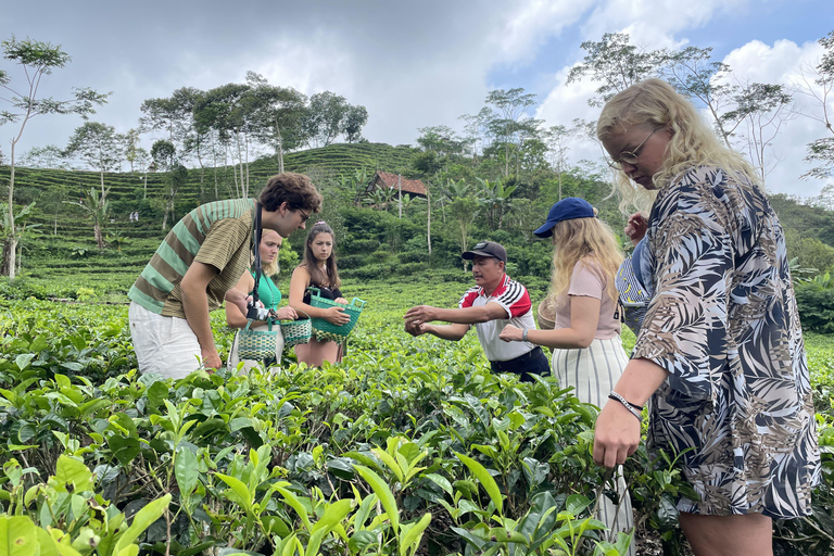 Classe di tè e scalata del Borobudur a Yogyakarta Tour guidato condiviso