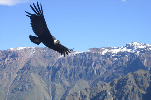 Portillo Cordillera de los Andes Laguna del Inca y cata de vinos