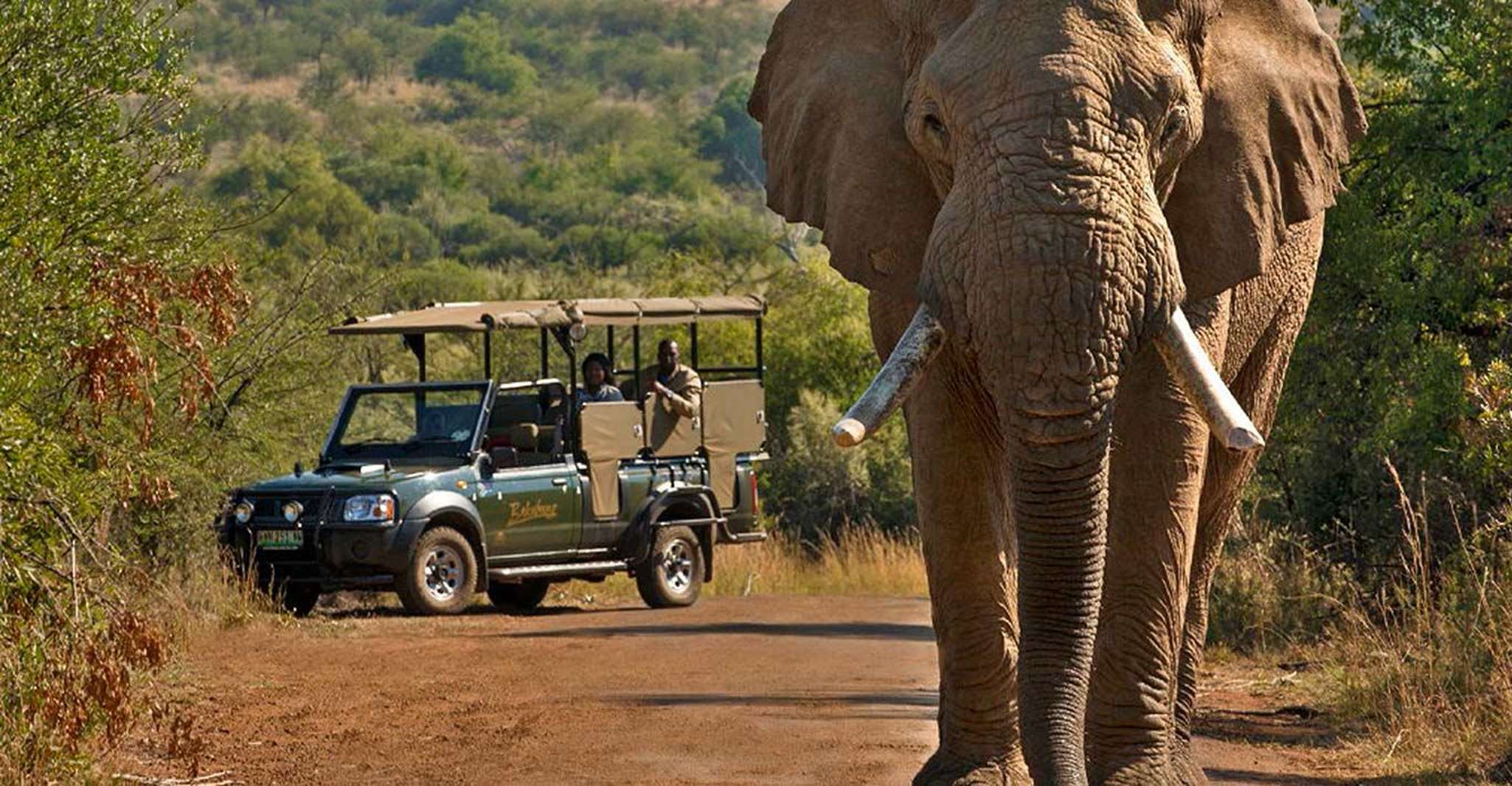 Suitetrails - 3-Hour Shared Game Drive in Pilanesberg National Park