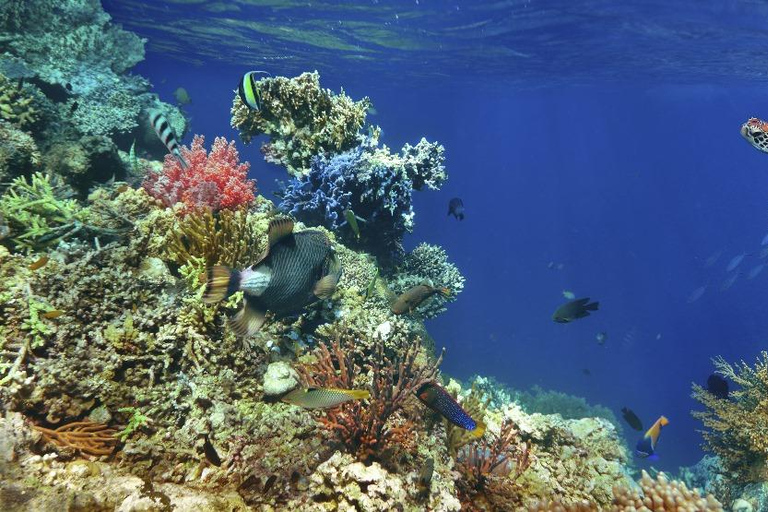 Marsa Alam: Pirates Premium Boat do zatoki żółwi z lunchem