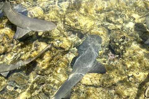 Sal Island: Small-Group Tour with Shark Bay & Blue Eye