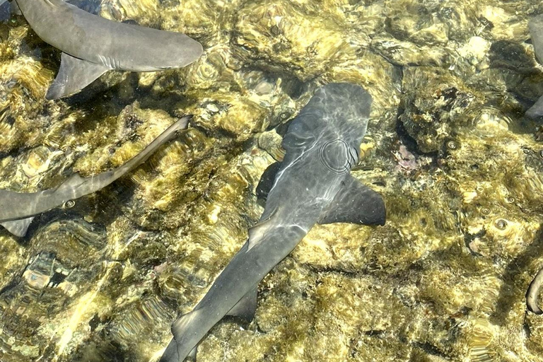 Sal Island: Small-Group Tour with Shark Bay & Blue Eye