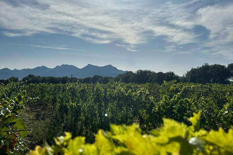 Dégustations privées dans les vignobles