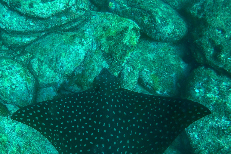 Rio: Schnorcheln & Schwimmen mit Schildkröten Tour auf den Tijuca Inseln3 Stunden Schnorcheln und Schwimmen mit Schildkröten Tour auf den Tijuca Inseln