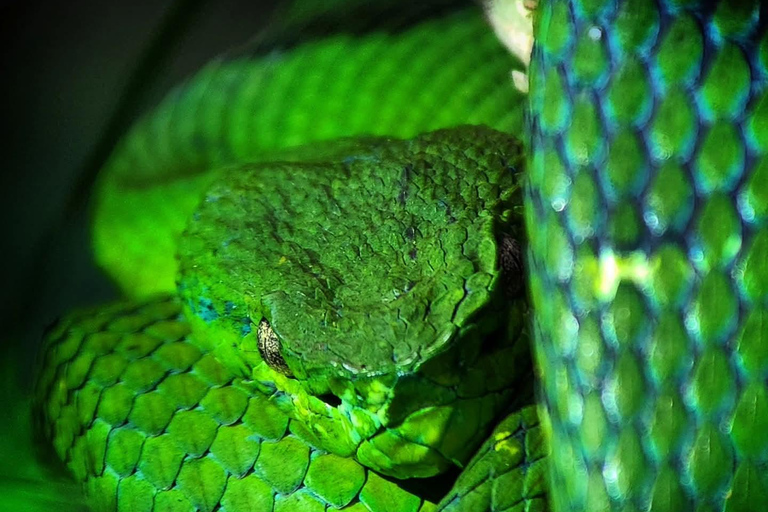 Monteverde: Night Walk with Optic Gear & Sunset Start