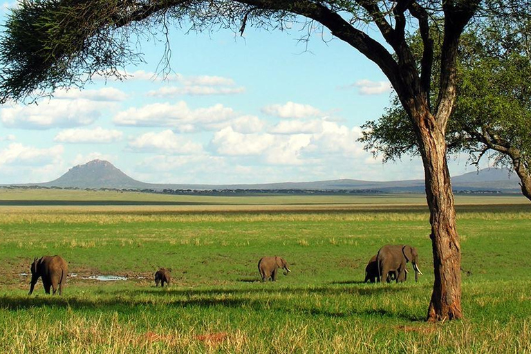 5-daagse budgetsafari tijdens het kalefseizoen van Ndutu