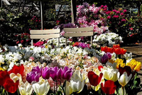 Jeju: Camellia Hill Admission & Seasonal Photo Guide