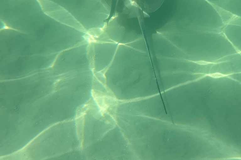 Punta Cana: Saona Island Tour with Lunch and Drinks