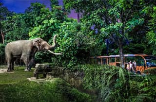 Night Safari: Eintrittskarte mit Straßenbahnfahrt und geteilten Transfers