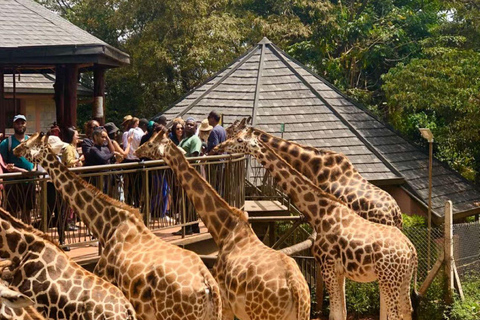 Nairobi: Giraffe Center, Museum of Illusions & Blixen Tour