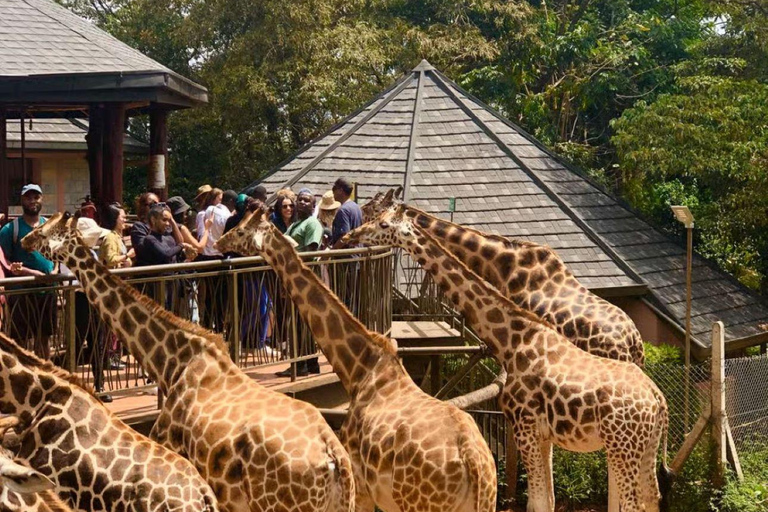 Nairobi: Giraffe Center, Museum of Illusions & Blixen Tour