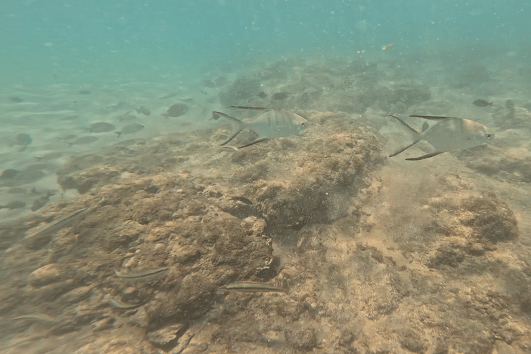 Jobo Beach Turtle Snorkeling Adventure