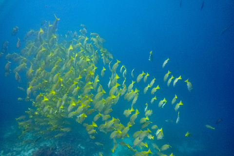 Descubrimiento de Galápagos EXPERIENCIA DE BUCEO DE UN DÍA