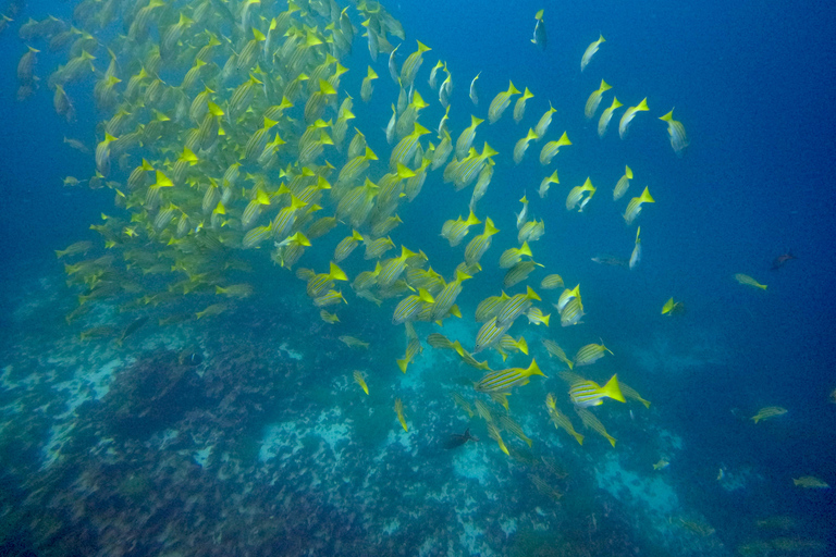 Descubrimiento de Galápagos EXPERIENCIA DE BUCEO DE UN DÍA