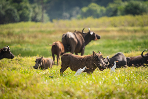 Serengeti : 4 jours d'expédition privée de luxe pour les Big Five