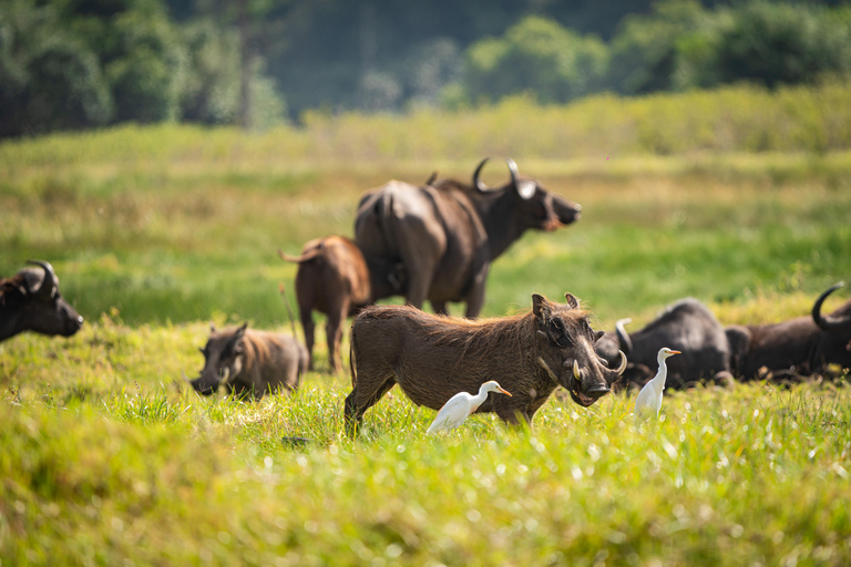 Serengeti : 4 jours d'expédition privée de luxe pour les Big Five