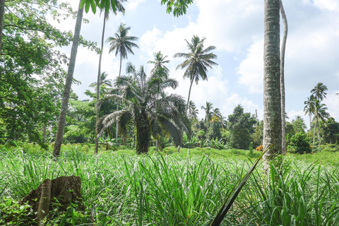 Prison Island and spice farm