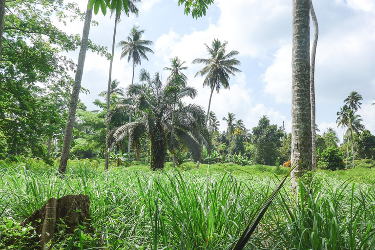 Stone town and spice farm