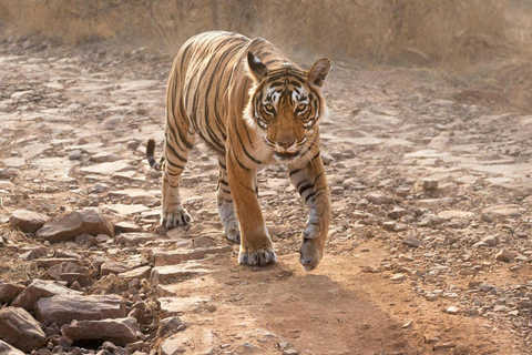 从斋浦尔出发：Ranthambore 出租车之旅从斋浦尔出发：乘坐出租车游览兰特汉博尔