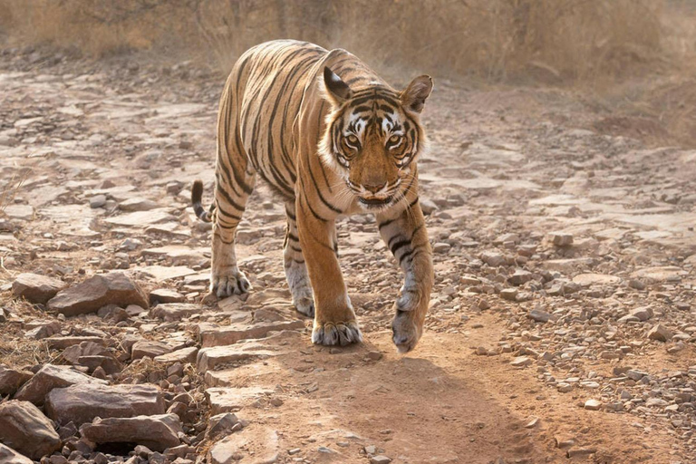从斋浦尔出发：Ranthambore 出租车之旅从斋浦尔出发：乘坐出租车游览兰特汉博尔