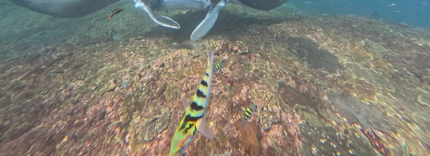 Nusa Penida : excursion snorkeling sur 3 sites et île de l'ouest