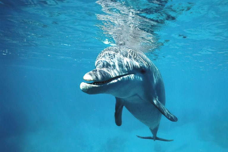 Swim with Dolphins Mnemba, Snorkeling, & Beach Horse Riding ONLY TRANSFERS INCLUDED – ALL ENTRANCE FEES ARE NOT INCLUDED