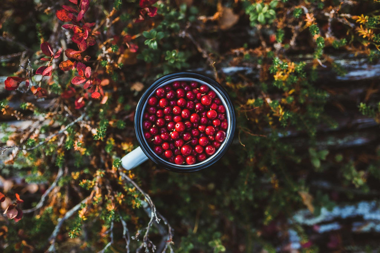 Rovaniemi: Tour zum Beeren- und Pilzesammeln mit Pfannkuchen
