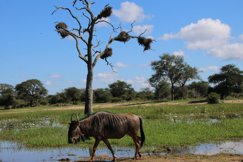 Visite privée du parc national Kruger